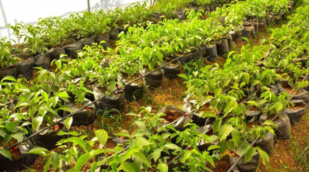 Mardin'de meslek lisesinde uygulamalı tarım eğitimi