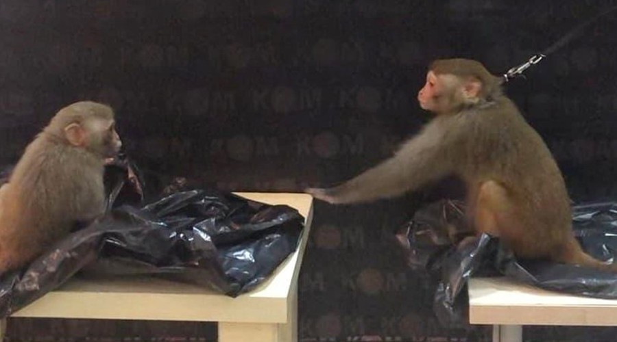 Marmaris'te ticareti yasak maymunlar ele geçirildi