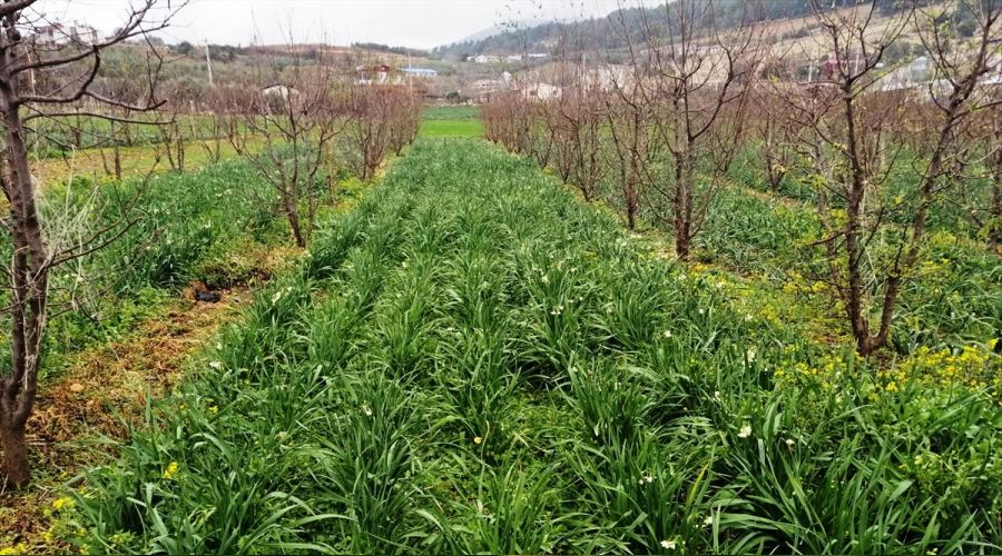Mersin'de dolu, tarım arazisine zarar verdi