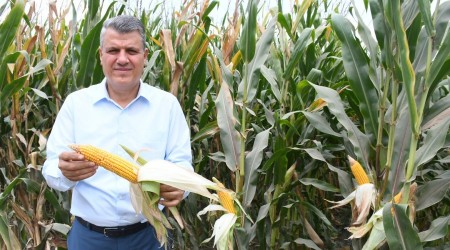 Mısır üreticileri endişeli