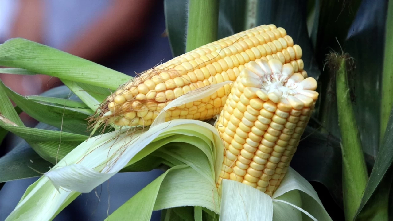 Mısırın üretimi arttırılmalı