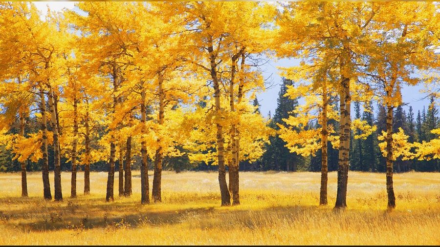 Muaviye’nin halifeliği ile ilgili bazı görüşler -2-