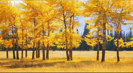 Muaviye’nin halifeliği ile ilgili bazı görüşler -2-