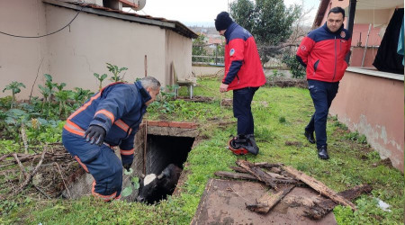 Su dolu çukura düşen inek, lahanayla kurtarıldı