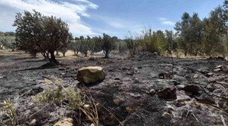 Tutuan otlar 189 zeytin aacna zarar verdi