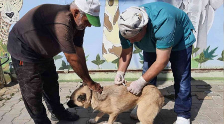 Ücretsiz kuduz aşısına hayvanseverlerden büyük ilgi