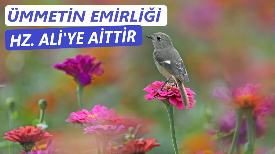 Ümmetin emirliği Hz. Ali’ye aittir