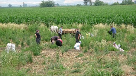 Üretici hasat etmedi, vatandaşlar tarlaya koştu