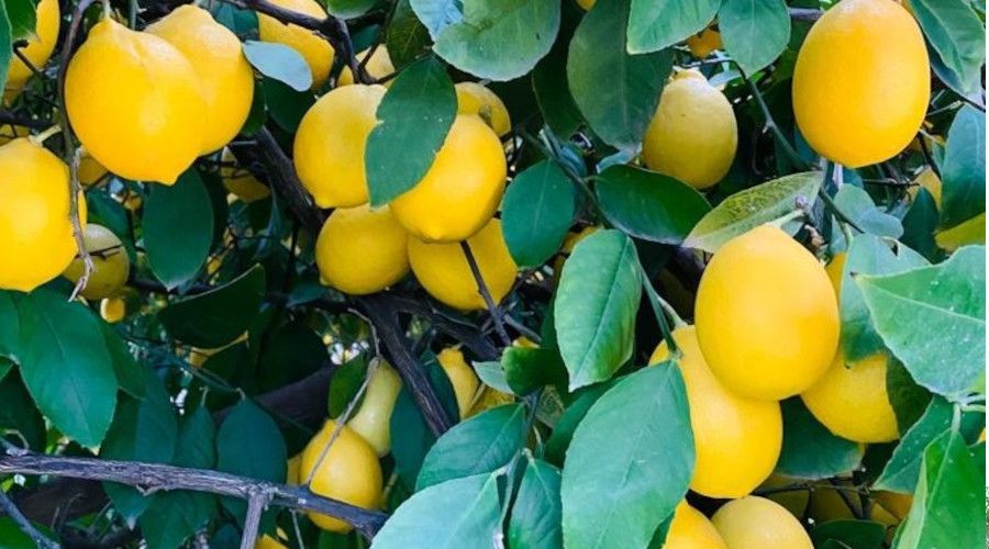 Üretici limona desteği yeterli bulmadı