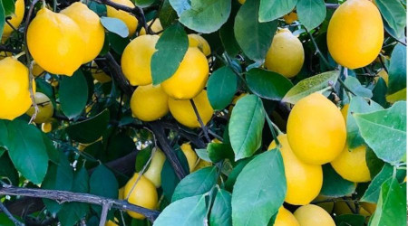 Üretici limona desteği yeterli bulmadı