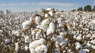 Yumurtalık’ta tarım ve üreticinin sesi