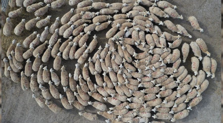 Yüzlerce kuzu anneleriyle buluştu