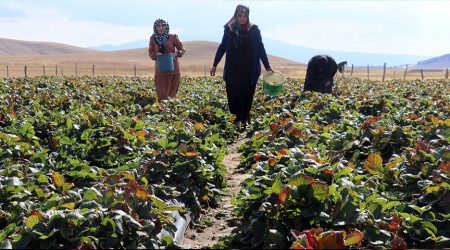 Ağrı'lı kadınlardan parmak ısırtan başarı