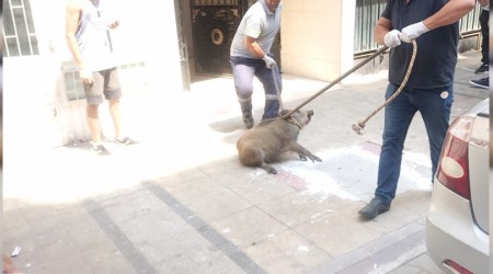 Apartmana kaçan domuz yakalandı