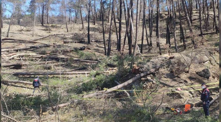 Arkadaşının kestiği ağaç üzerine düştü