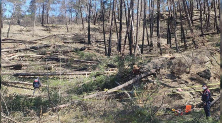 Arkadaşının kestiği ağaç üzerine düştü