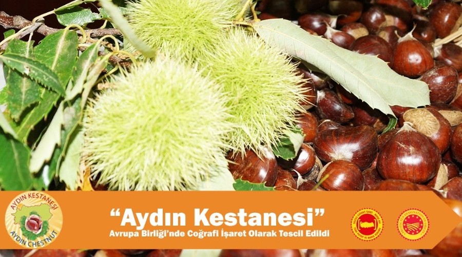 Aydın Kestanesi artık coğrafi işaret