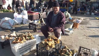 Balıkesir'de yağmur yağdı, mantar fışkırdı