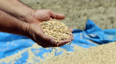 Buğday üretimi geri viteste