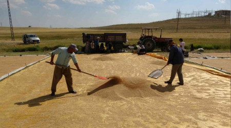 Budayn tarladan deirmene yolculuu