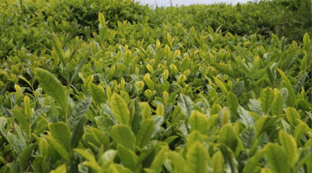 ÇAYKUR yaş çay alım kampanyasını başlattı