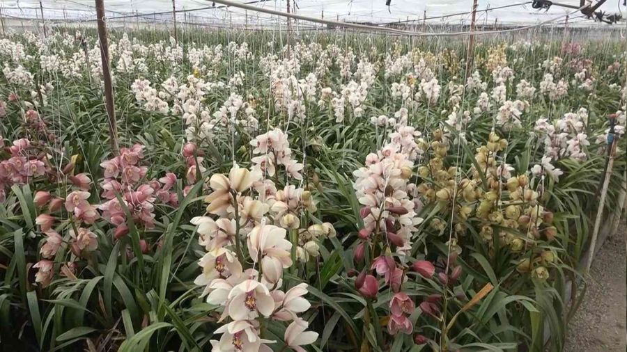 Çiçek kenti Yalova'da Anneler Günü telaşı