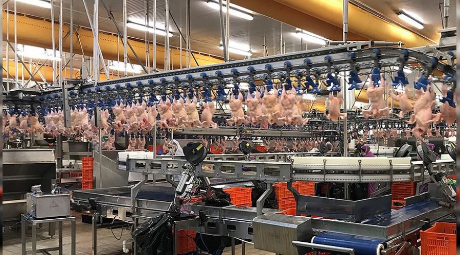 Çin’in tavuk ayağı ihtiyacı Türkiye’den