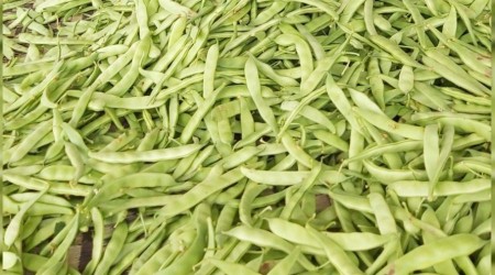 Damaklarda iz bırakan fasulyenin hasadına başlandı