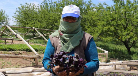 Don vuran kayısıların yerine sebze ektiler