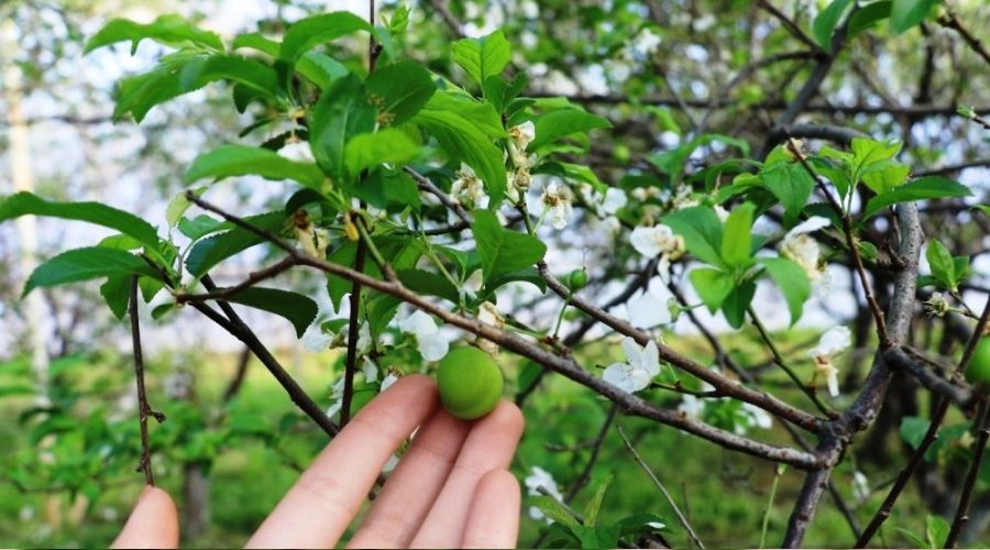 Eriğin fiyatında sert düşüş