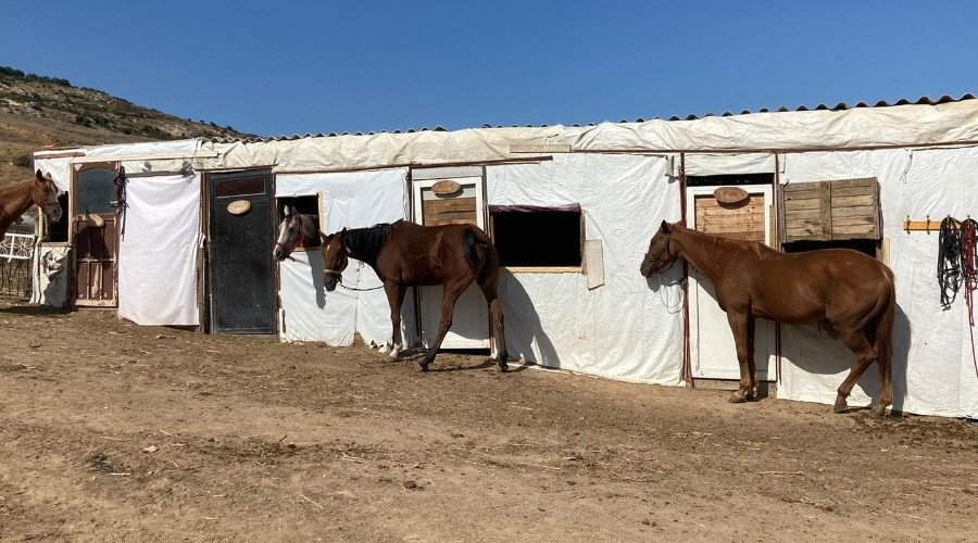 Eşek, katır ve atlara kimlik