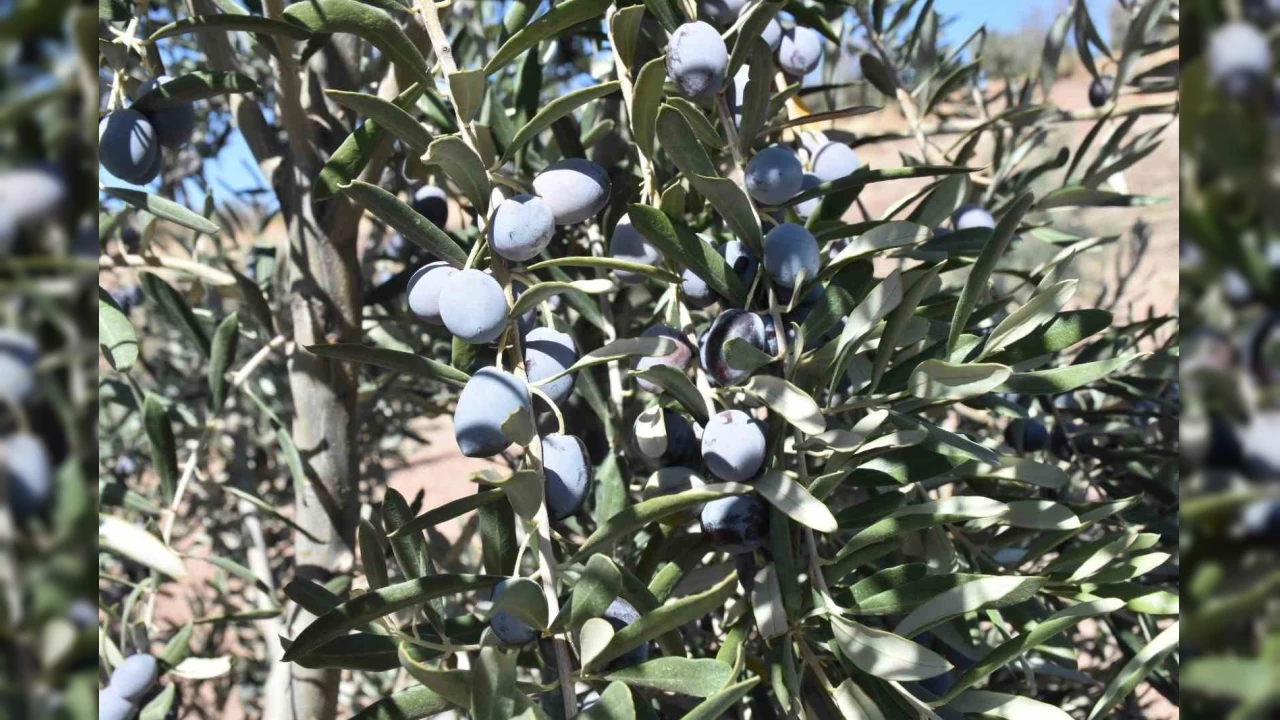 Gaziantep'te zeytin hasad balad