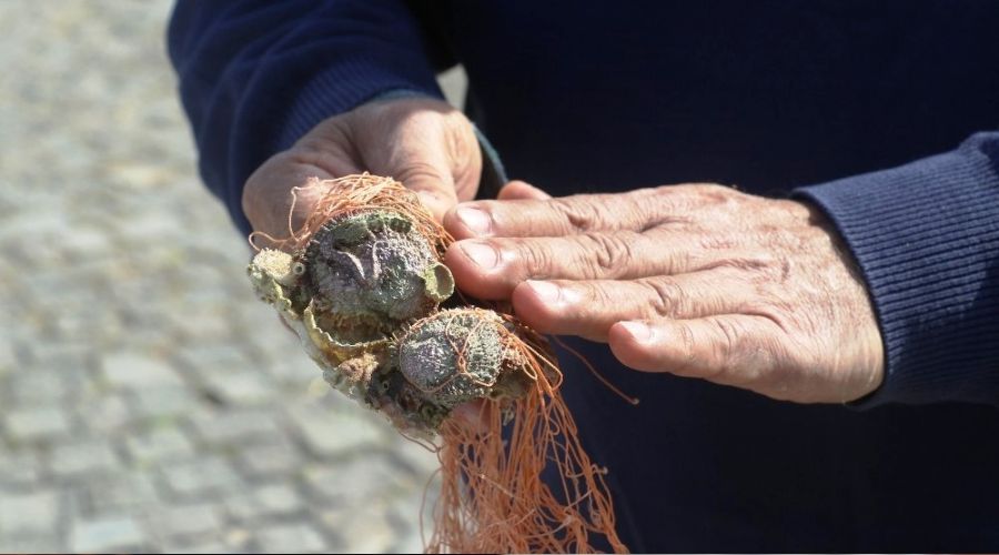 Göçmen midyeler, Akdeniz ekosistemini mahvediyor