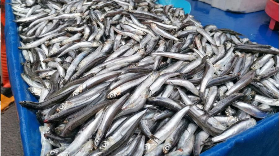 Hamside 2 farklı fiyat