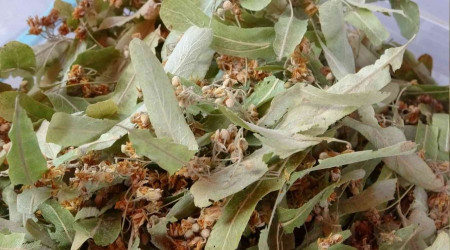 Hastalıklardan korunmanın gözdesi ıhlamur oldu