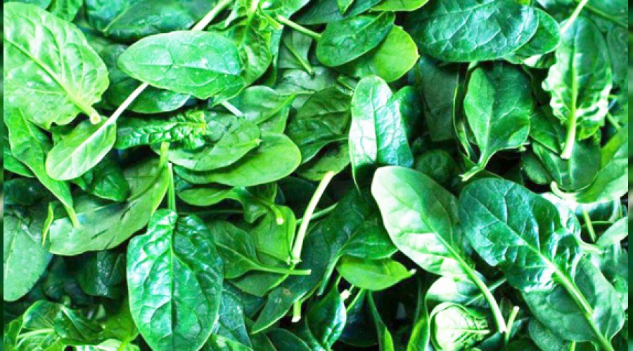 Ispanak değil yabancı otlar zehirledi