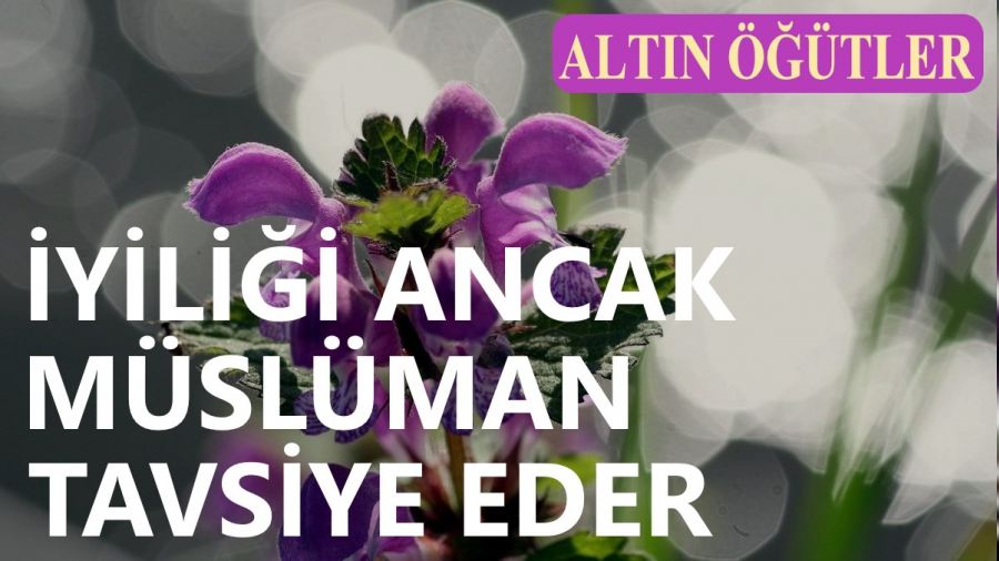 yilii ancak Mslman tavsiye eder