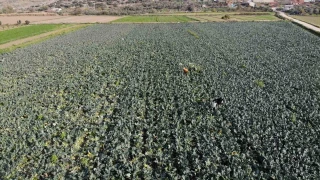 İzmir'de 'yeşil altın' hasadı başladı
