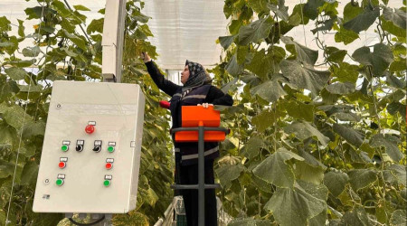 Jeotermal serada 'topraksız tarım' başladı: Yaz kış üretim olacak