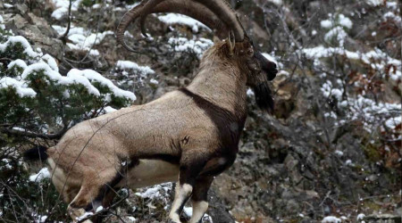 Kaçak dağ keçisi avlayan avcıya ceza