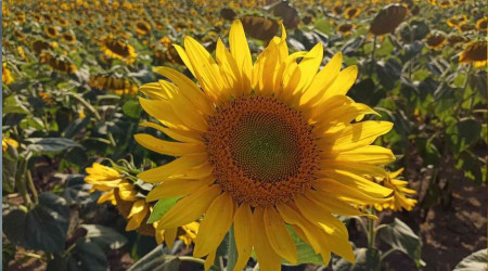 KARADENİZBİRLİK'in ayçiçeği ön alım fiyatı 10,5 lira