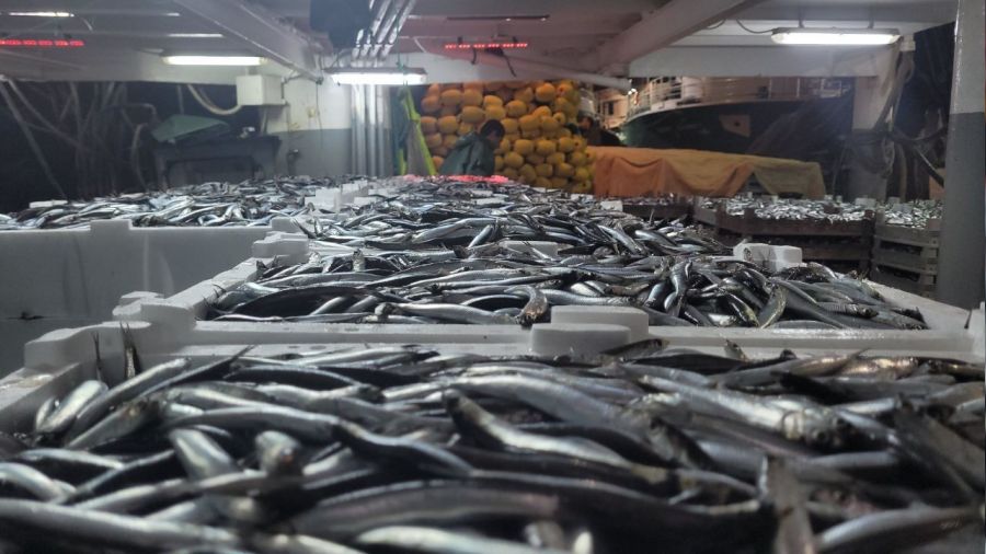 Karadeniz'de hamsi bolluu: Tekneler binlerce kasayla dnd