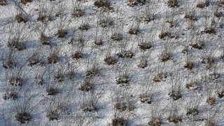 Karadeniz'deki kar yağışı, fındık ve diğer tarım ürünlerine yaradı