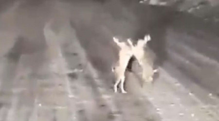 Karla kaplı yolda tavşanların kavgası