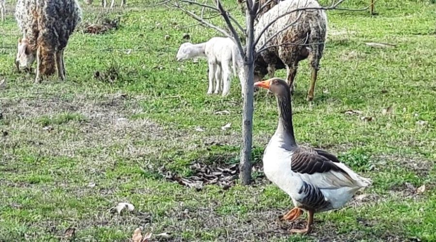 'Kaz'dan çoban olur mu?