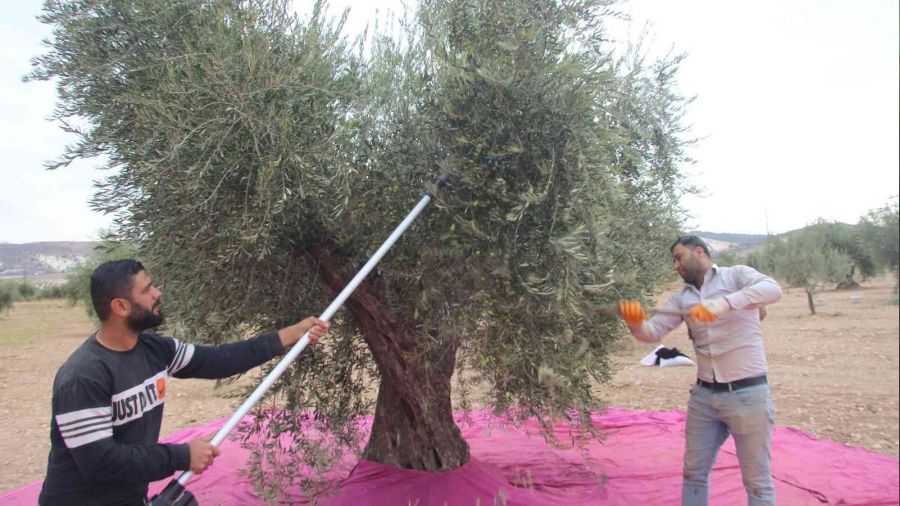 Kilis'te zeytinde erken hasat dnemi