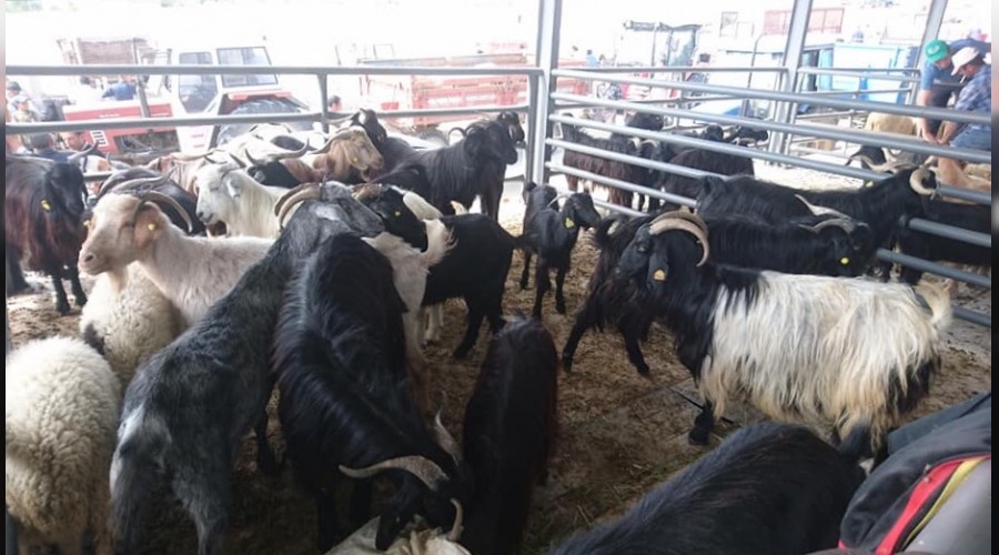 Küçükbaş kurbanlık daha çok rağbet görüyor