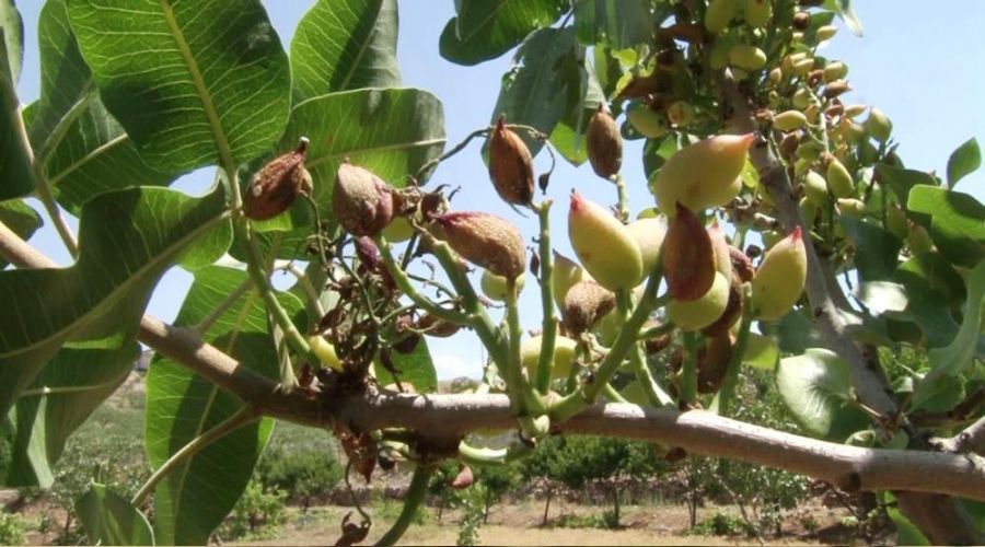 Kuraklık fıstığı da vurdu