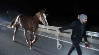 Malatya'da milyonluk taylar karayolunda telef oldu