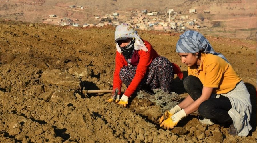 Mardin'de lavanta bahçesi oluşturuldu